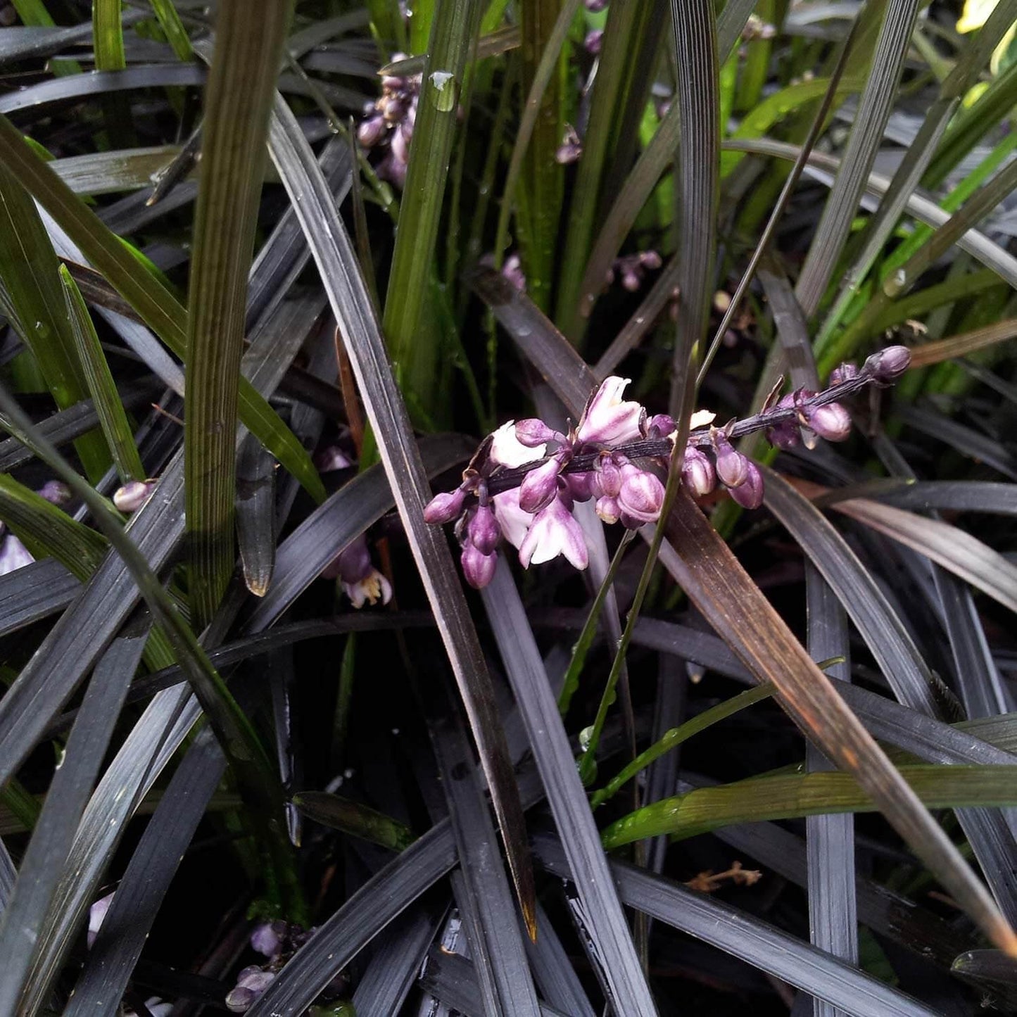 G0047 Grass, Ophiopogon Planiscapus 'nigrescens' - View 1 from www redcrocus com