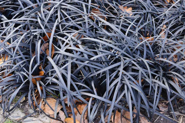 G0047 Grass, Ophiopogon Planiscapus 'nigrescens' - View 1 from www redcrocus com