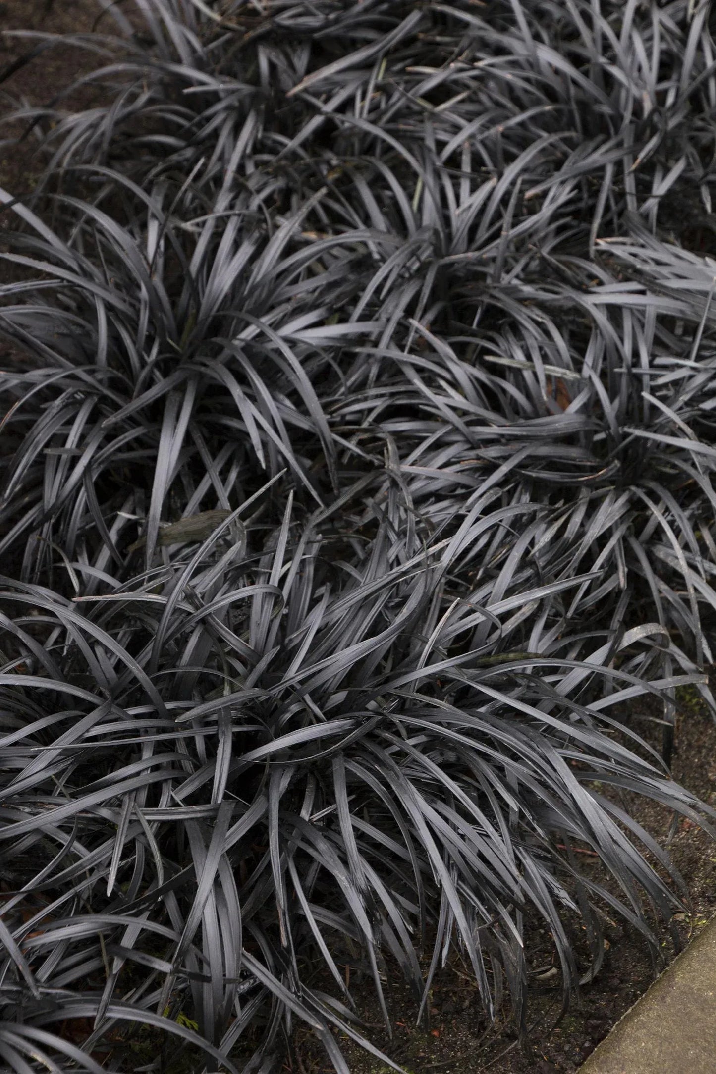 G0047 Grass, Ophiopogon Planiscapus 'nigrescens' - View 2 from www redcrocus com