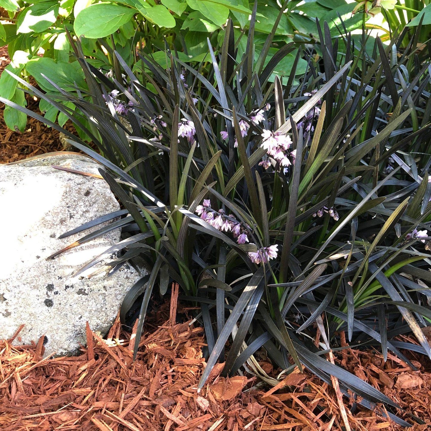 G0047 Grass, Ophiopogon Planiscapus 'nigrescens' - View 2 from www redcrocus com