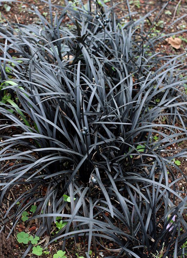 G0047 Grass, Ophiopogon Planiscapus 'nigrescens' - View 4 from www redcrocus com