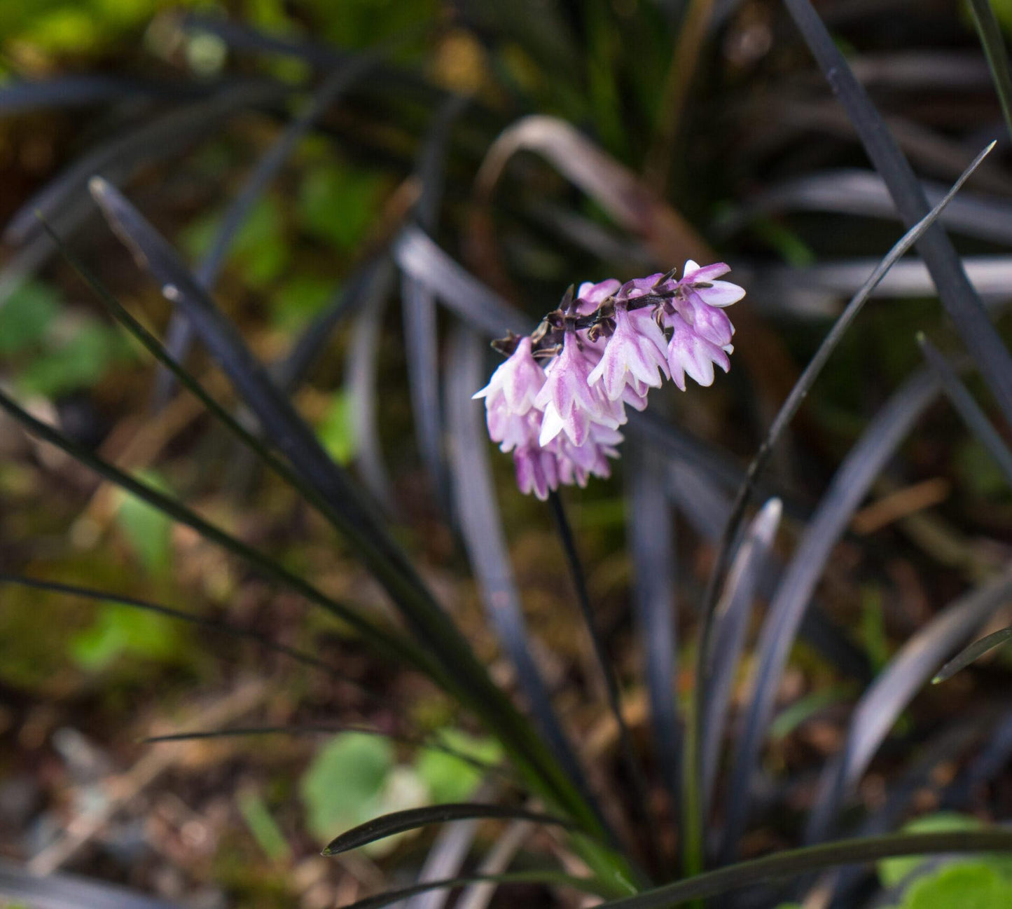 G0047 Grass, Ophiopogon Planiscapus 'nigrescens' - View 5 from www redcrocus com
