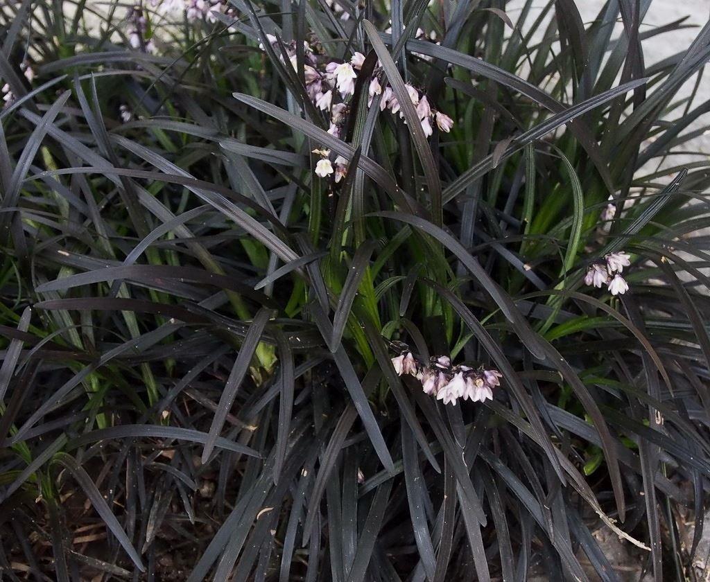 G0047 Grass, Ophiopogon Planiscapus 'nigrescens' - View 7 from www redcrocus com