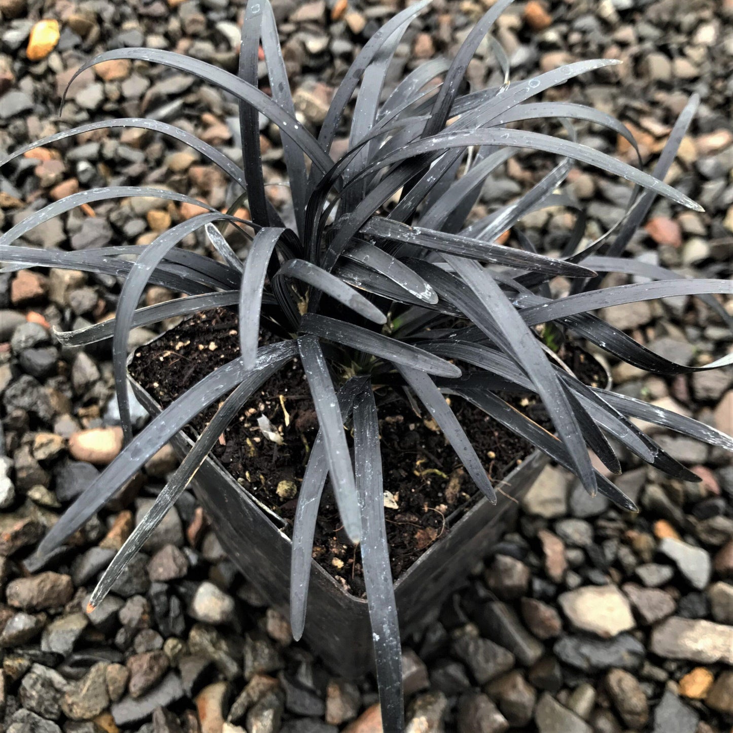 G0047 Grass, Ophiopogon Planiscapus 'nigrescens' - View 8 from www redcrocus com