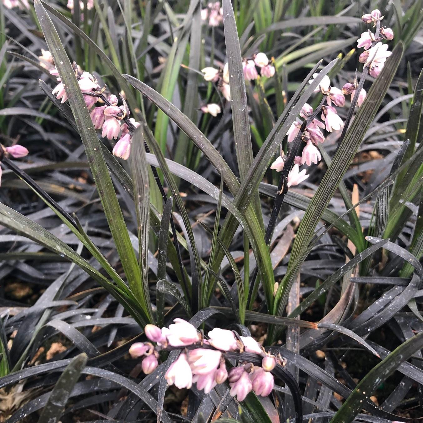 G0047 Grass, Ophiopogon Planiscapus 'nigrescens' - View 9 from www redcrocus com