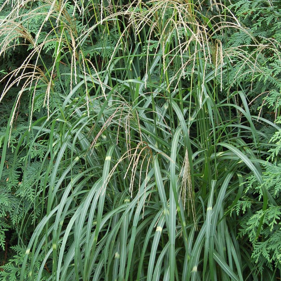 G0062 Grass Miscanthus Sinensis Little Zebra - View 10 from www redcrocus com