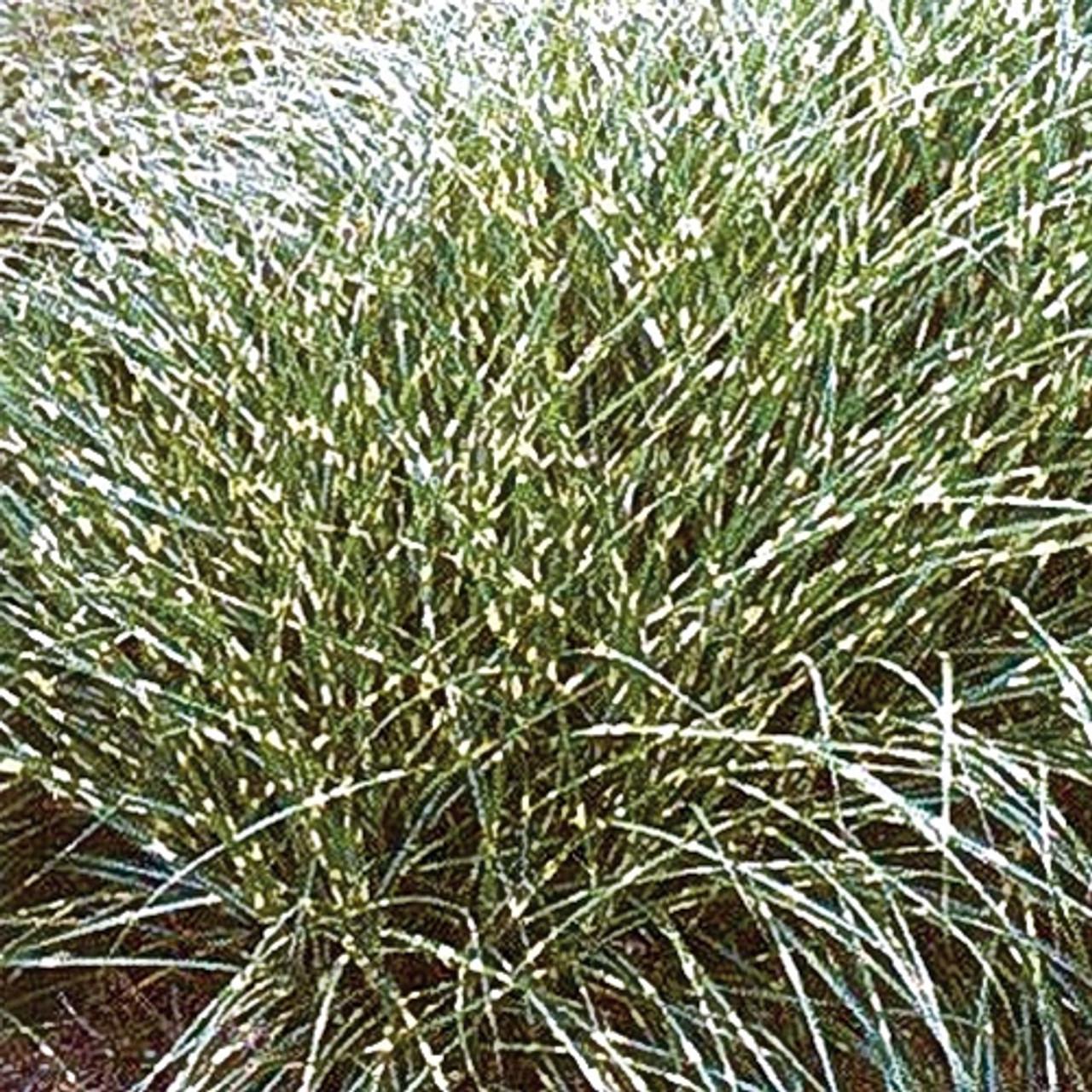 G0062 Grass Miscanthus Sinensis Little Zebra - View 11 from www redcrocus com