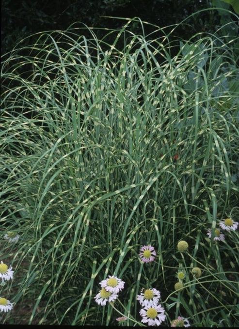G0062 Grass Miscanthus Sinensis Little Zebra - View 15 from www redcrocus com