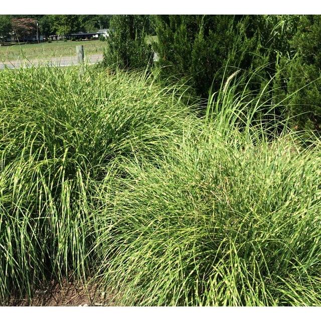 G0062 Grass Miscanthus Sinensis Little Zebra - View 7 from www redcrocus com