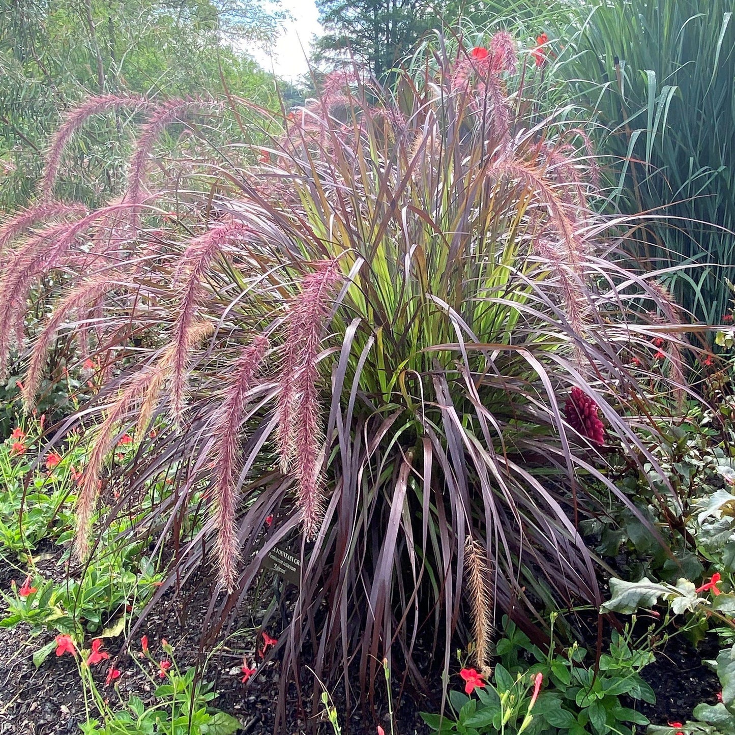 G0064 Grass Pennisetum Setaceum Rubrum - View 10 from www redcrocus com