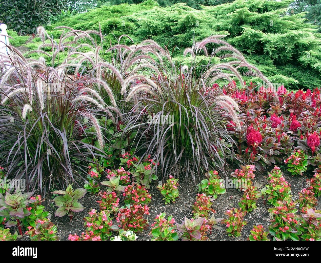 G0064 Grass Pennisetum Setaceum Rubrum - View 11 from www redcrocus com