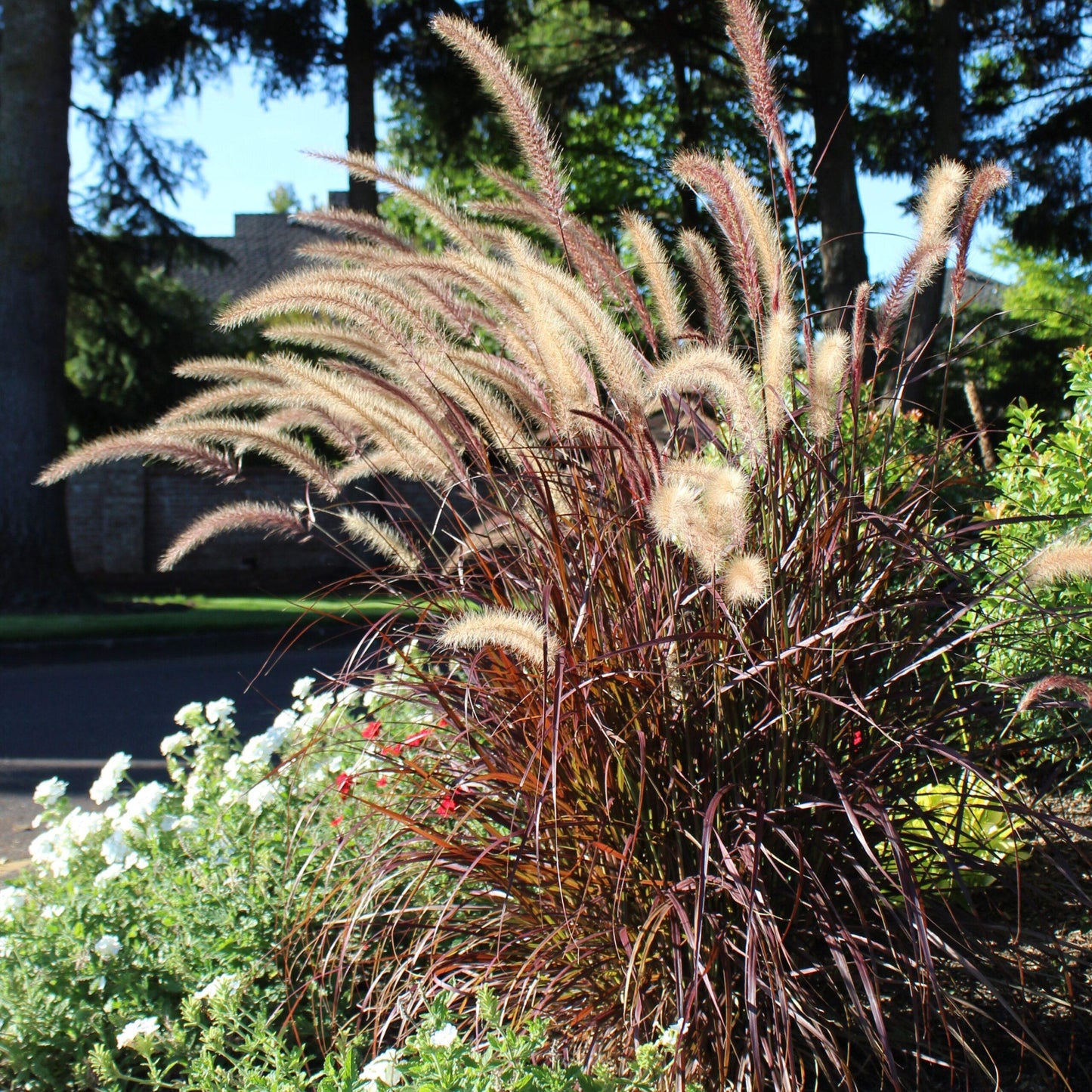 G0064 Grass Pennisetum Setaceum Rubrum - View 12 from www redcrocus com