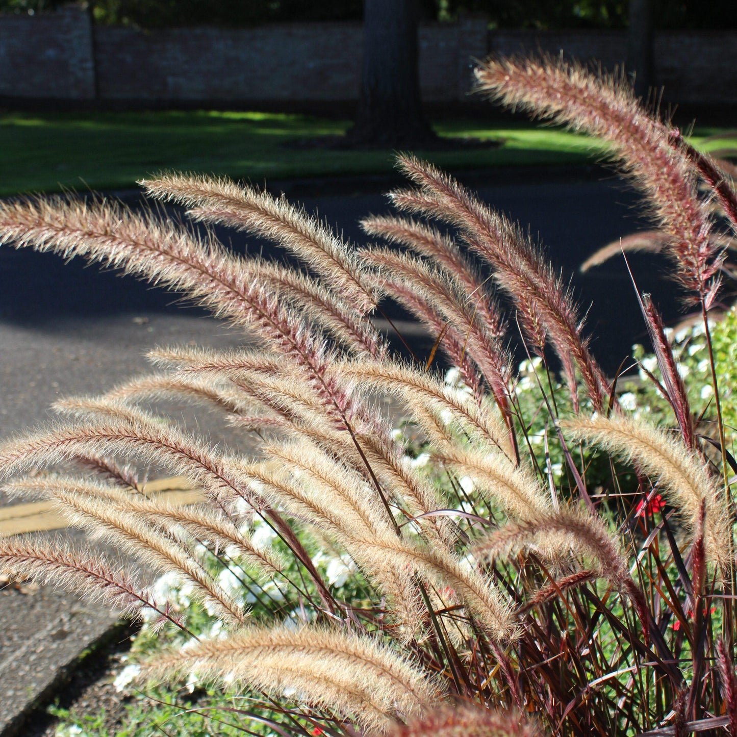 G0064 Grass Pennisetum Setaceum Rubrum - View 13 from www redcrocus com