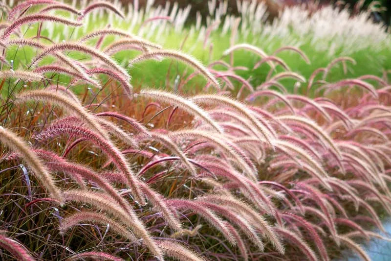 G0064 Grass Pennisetum Setaceum Rubrum - View 15 from www redcrocus com