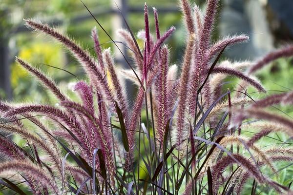 G0064 Grass Pennisetum Setaceum Rubrum - View 16 from www redcrocus com