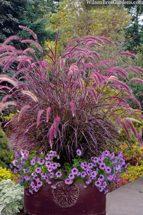 G0064 Grass Pennisetum Setaceum Rubrum - View 18 from www redcrocus com