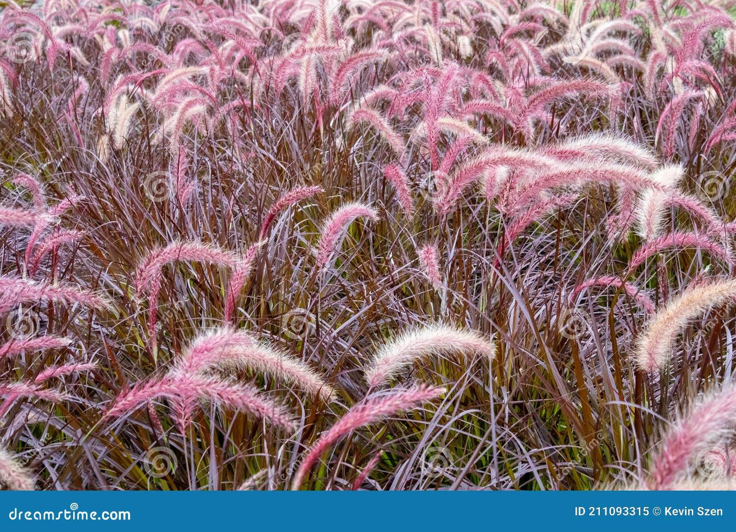 G0064 Grass Pennisetum Setaceum Rubrum - View 3 from www redcrocus com