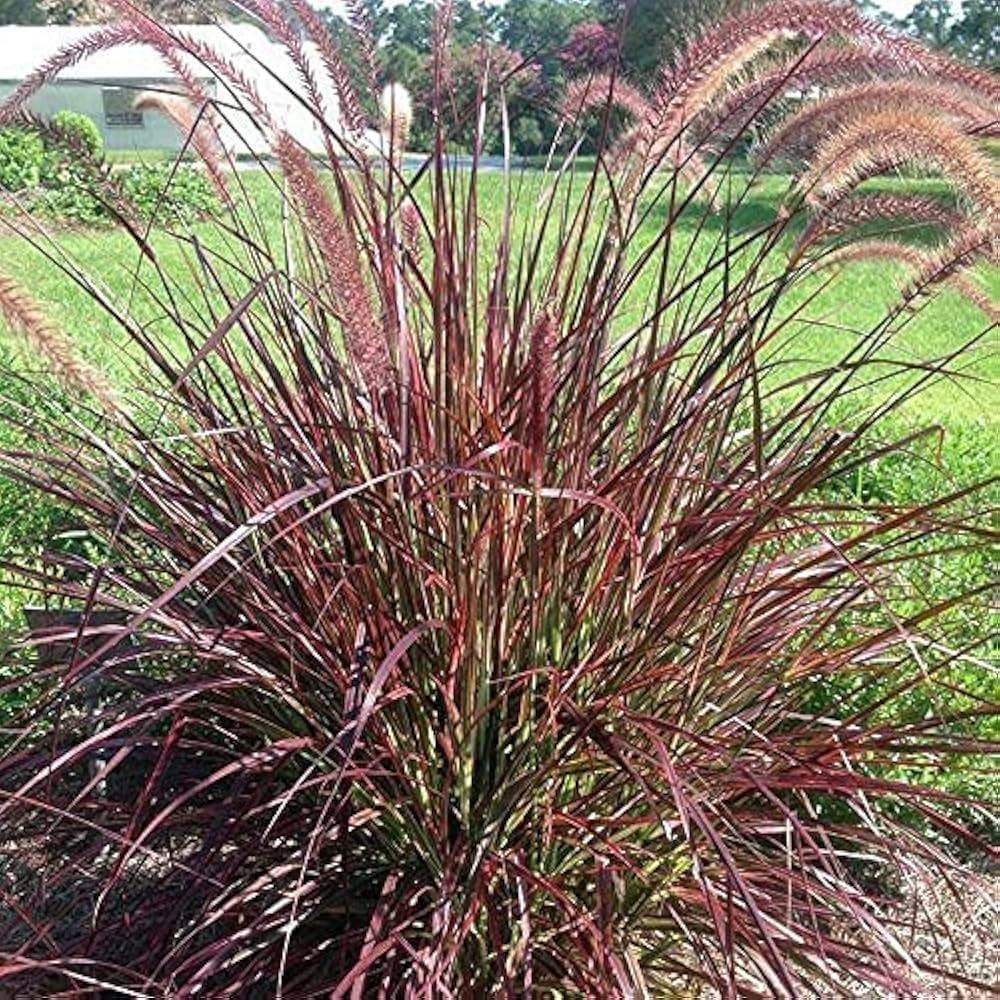 G0064 Grass Pennisetum Setaceum Rubrum - View 4 from www redcrocus com