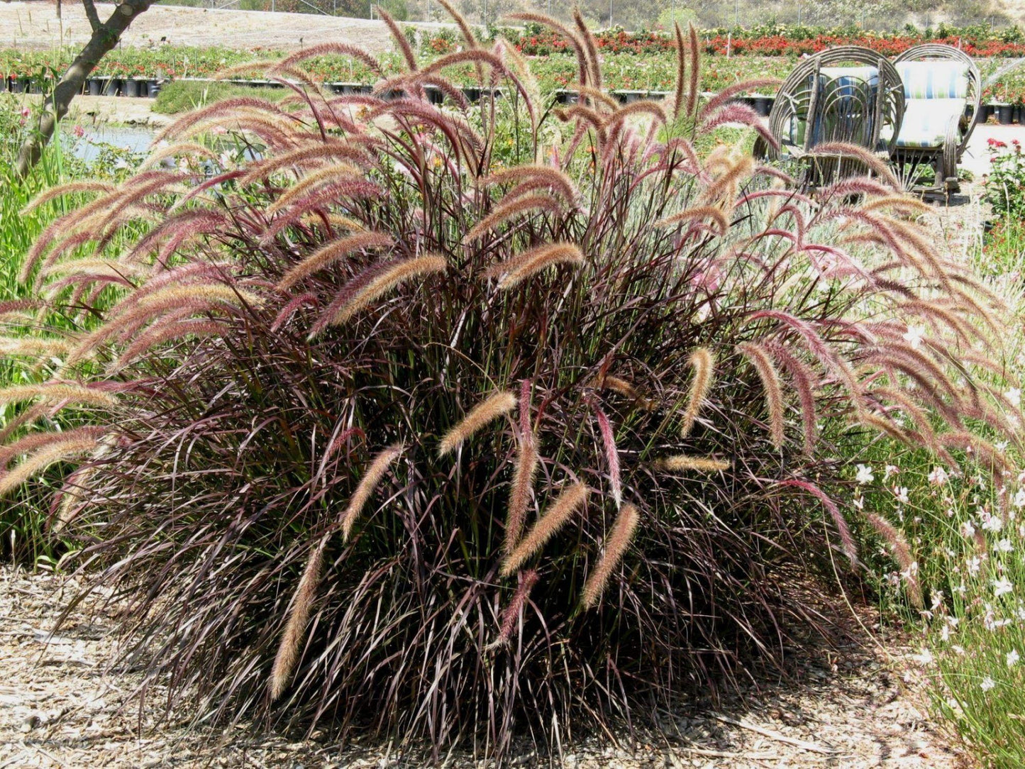G0064 Grass Pennisetum Setaceum Rubrum - View 5 from www redcrocus com