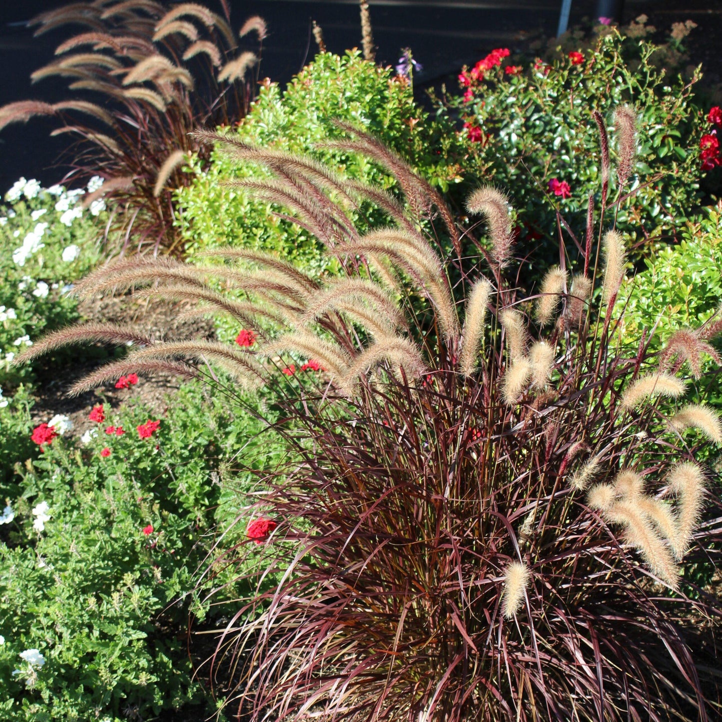 G0064 Grass Pennisetum Setaceum Rubrum - View 6 from www redcrocus com
