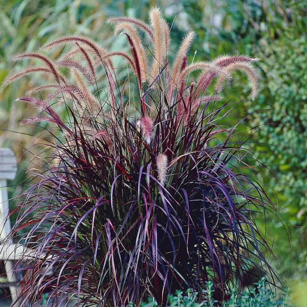 G0064 Grass Pennisetum Setaceum Rubrum - View 8 from www redcrocus com