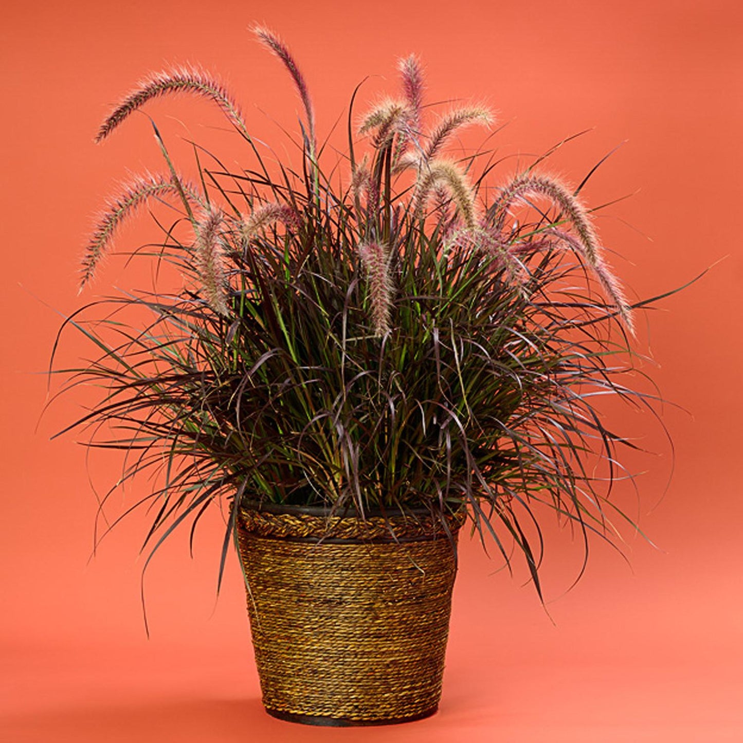G0064 Grass Pennisetum Setaceum Rubrum - View 9 from www redcrocus com