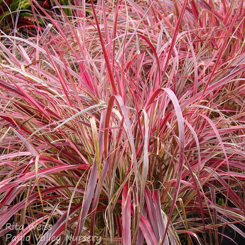 G0065 Grass Pennisetum Setaceum Fireworks - View 13 from www redcrocus com