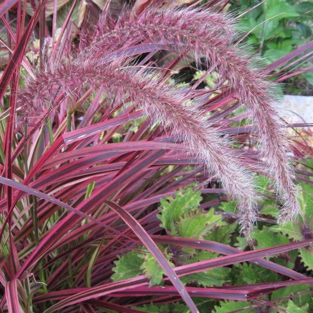 G0065 Grass Pennisetum Setaceum Fireworks - View 9 from www redcrocus com