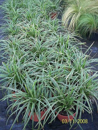 G0068 Grass Carex Morrowii Ice Dance - View 13 from www redcrocus com