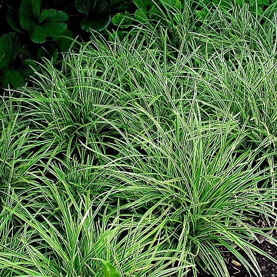 G0068 Grass Carex Morrowii Ice Dance - View 15 from www redcrocus com
