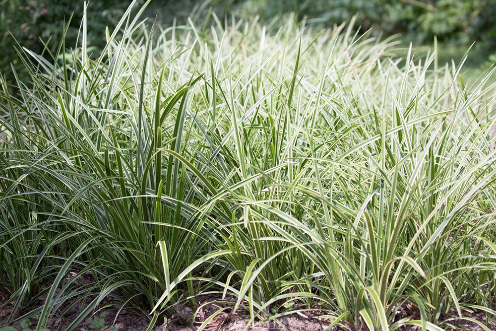 G0068 Grass Carex Morrowii Ice Dance - View 2 from www redcrocus com