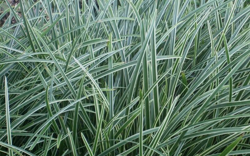 G0068 Grass Carex Morrowii Ice Dance - View 8 from www redcrocus com