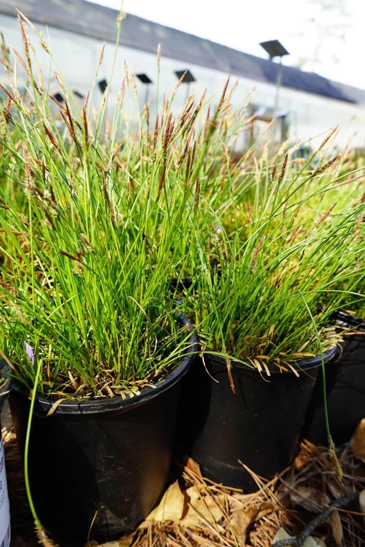 G0069 Grass Carex Pensylvanica - View 11 from www redcrocus com