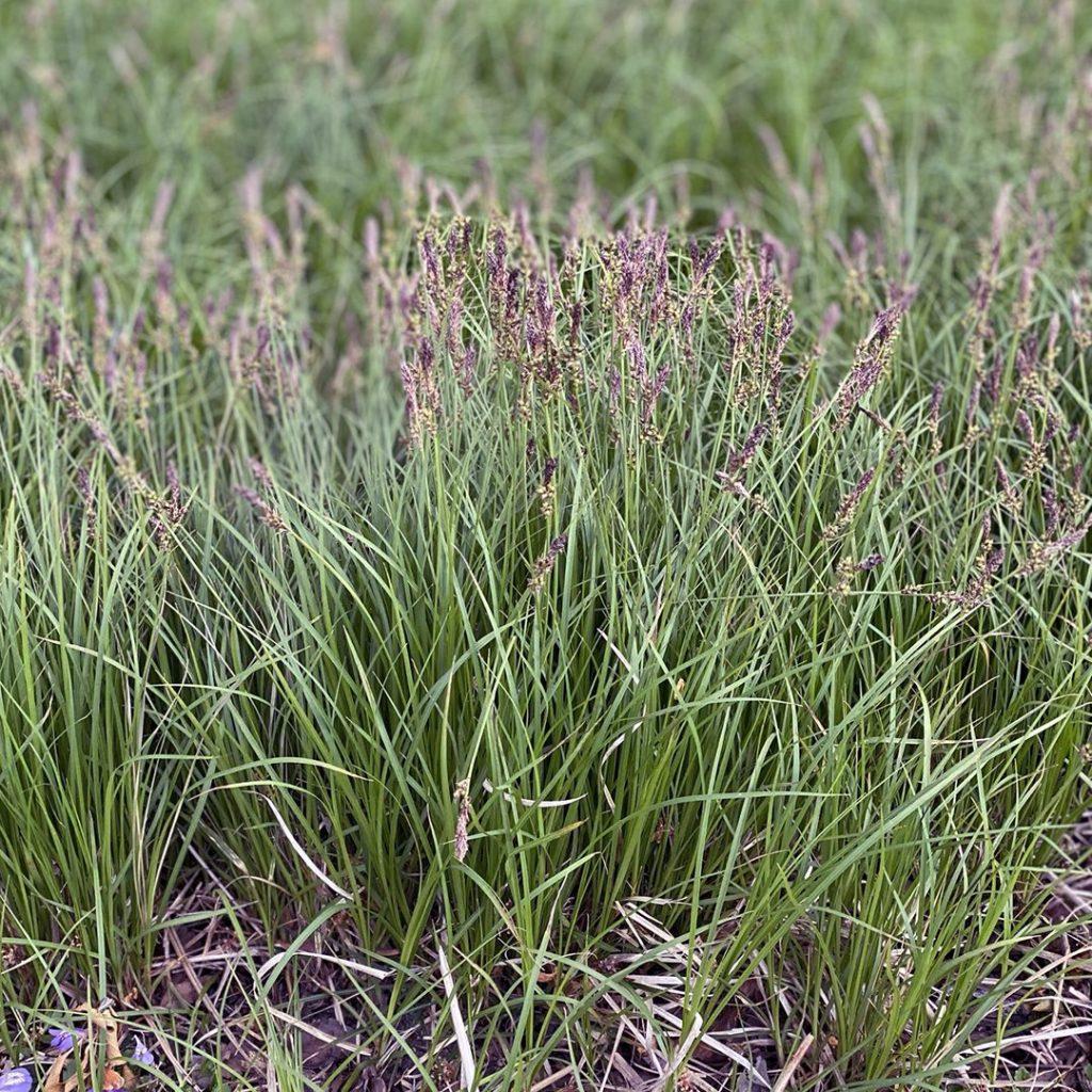 G0069 Grass Carex Pensylvanica - View 12 from www redcrocus com