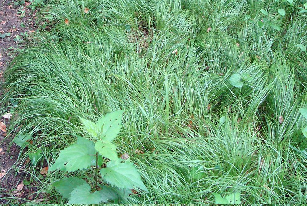 G0069 Grass Carex Pensylvanica - View 15 from www redcrocus com