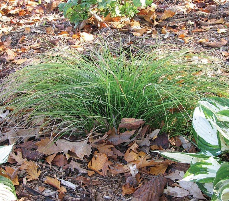 G0069 Grass Carex Pensylvanica - View 17 from www redcrocus com