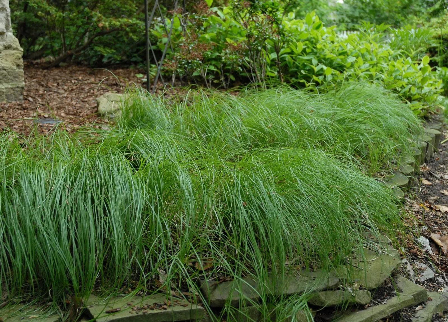 G0069 Grass Carex Pensylvanica - View 19 from www redcrocus com