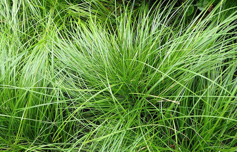 G0069 Grass Carex Pensylvanica - View 1 from www redcrocus com