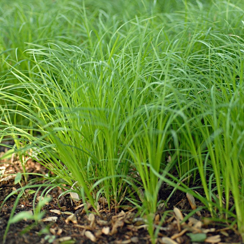 G0069 Grass Carex Pensylvanica - View 20 from www redcrocus com