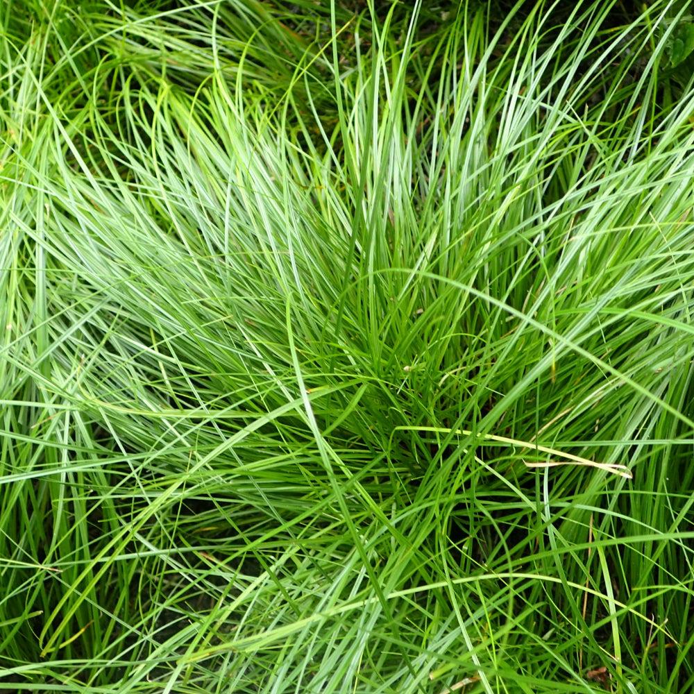G0069 Grass Carex Pensylvanica - View 2 from www redcrocus com