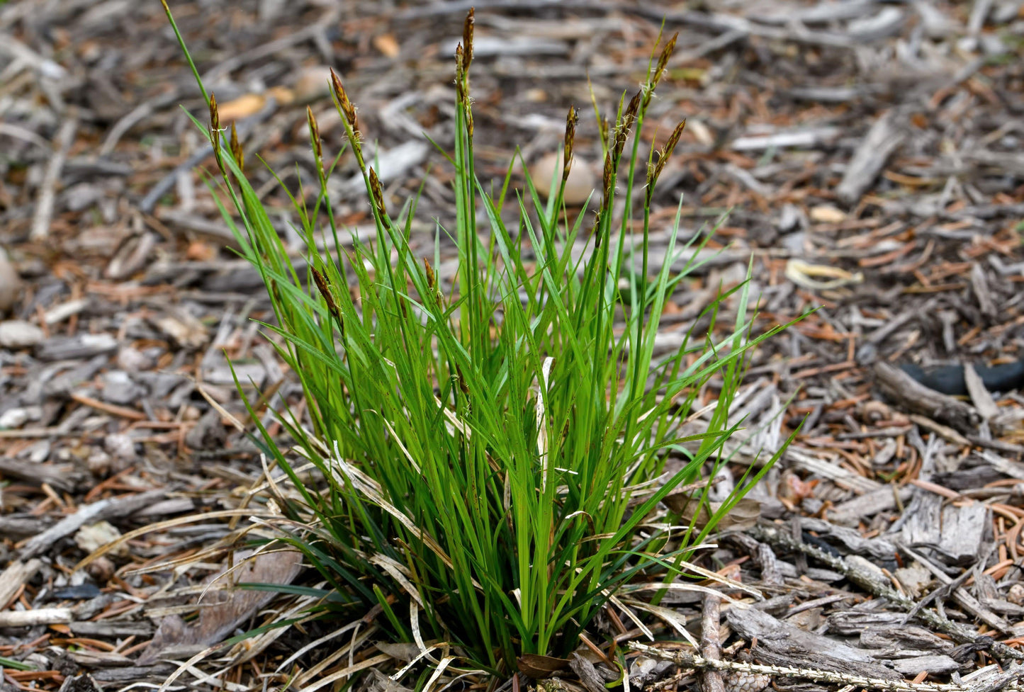 G0069 Grass Carex Pensylvanica - View 4 from www redcrocus com