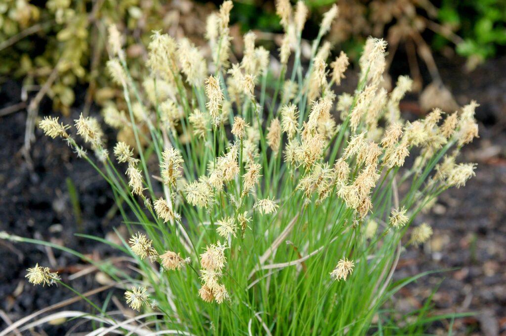 G0069 Grass Carex Pensylvanica - View 9 from www redcrocus com