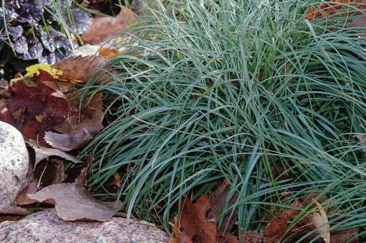 G0070 Grass Carex Flacca Blue Zinger - View 10 from www redcrocus com
