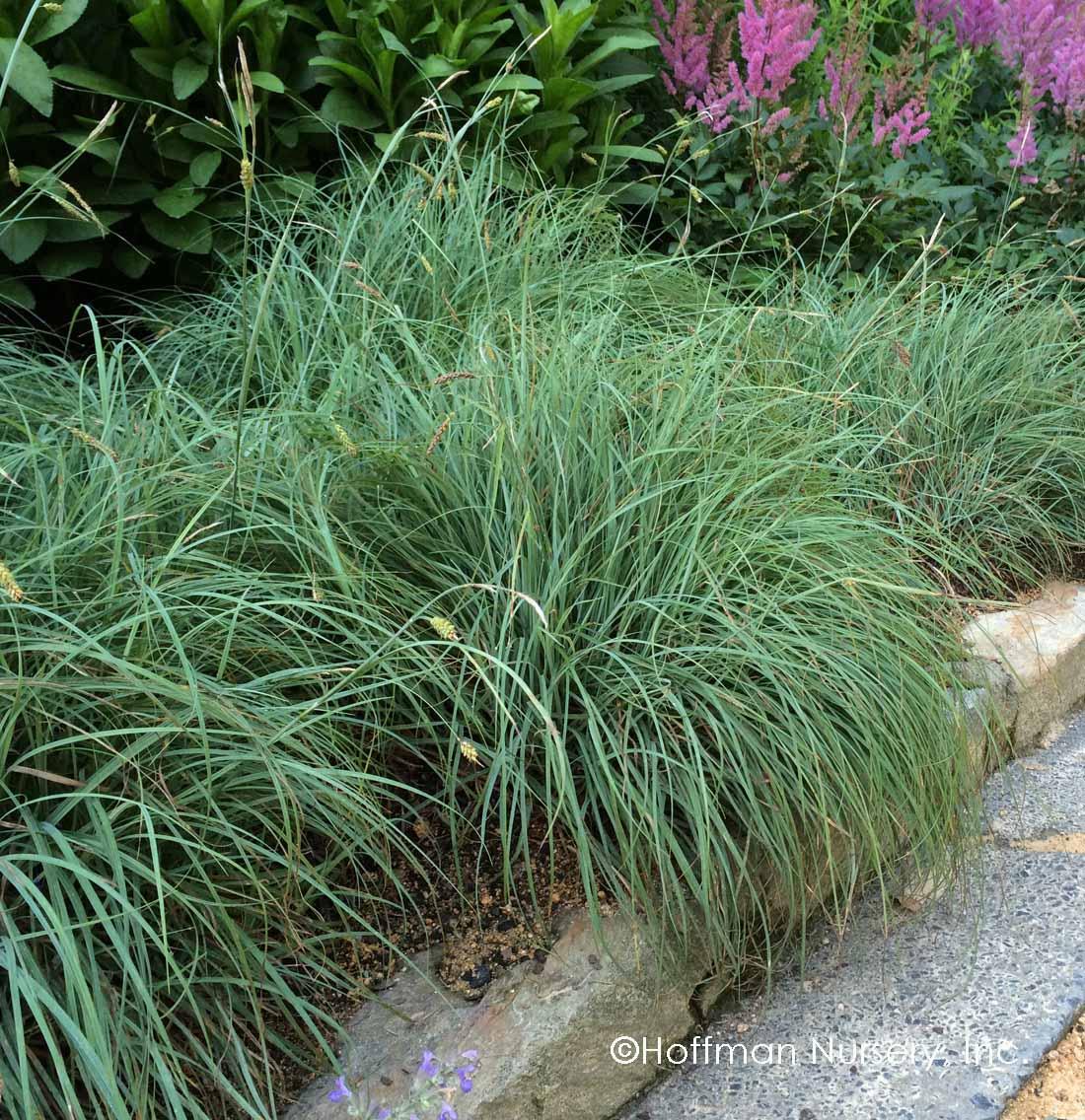 G0070 Grass Carex Flacca Blue Zinger - View 11 from www redcrocus com