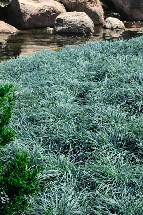 G0070 Grass Carex Flacca Blue Zinger - View 12 from www redcrocus com