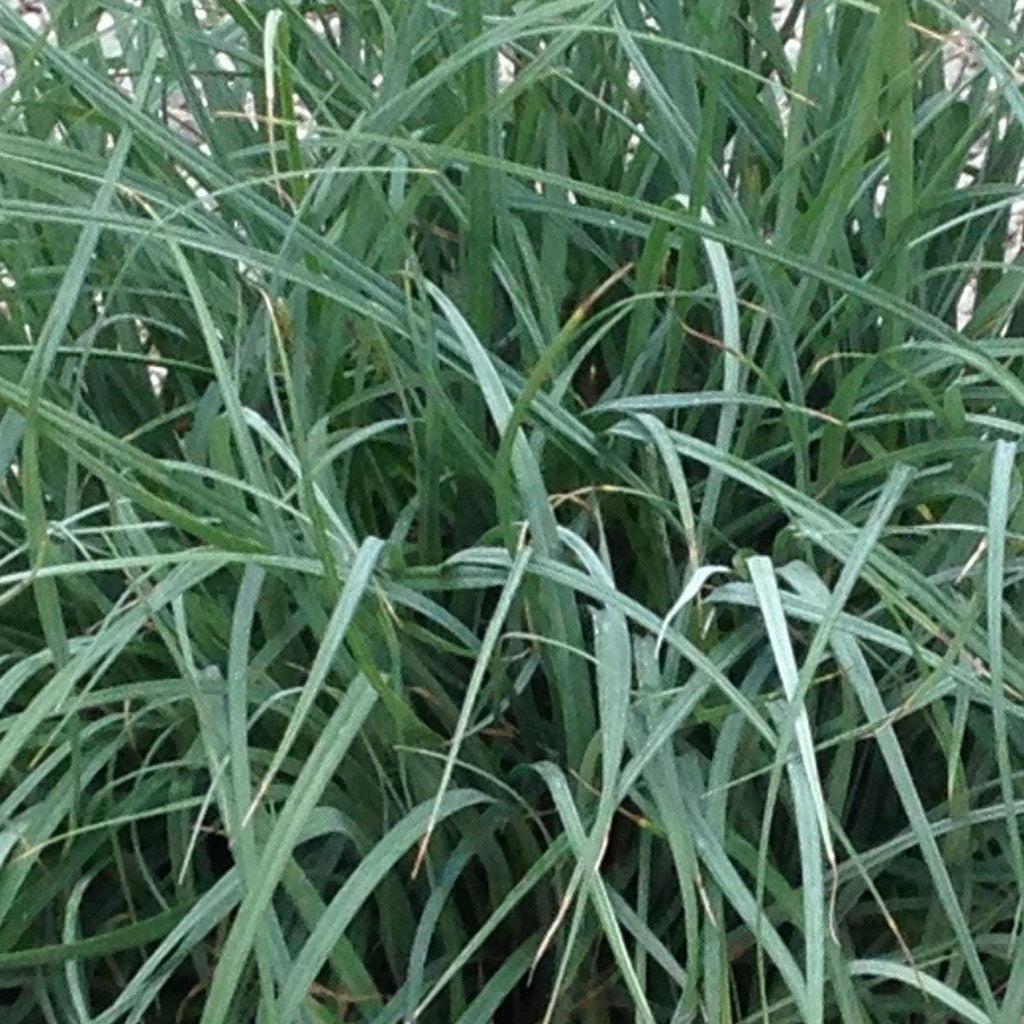 G0070 Grass Carex Flacca Blue Zinger - View 14 from www redcrocus com