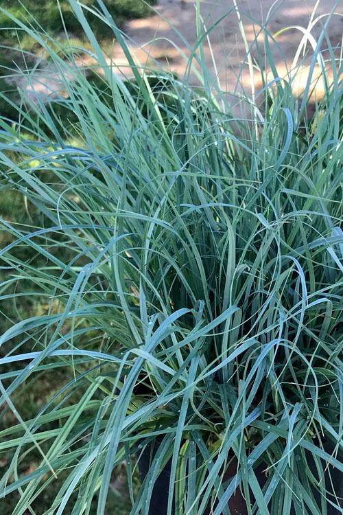 G0070 Grass Carex Flacca Blue Zinger - View 15 from www redcrocus com