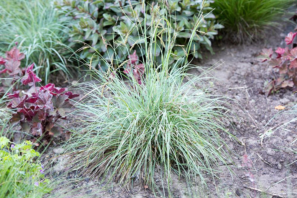 G0070 Grass Carex Flacca Blue Zinger - View 17 from www redcrocus com