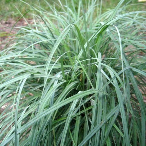 G0070 Grass Carex Flacca Blue Zinger - View 19 from www redcrocus com