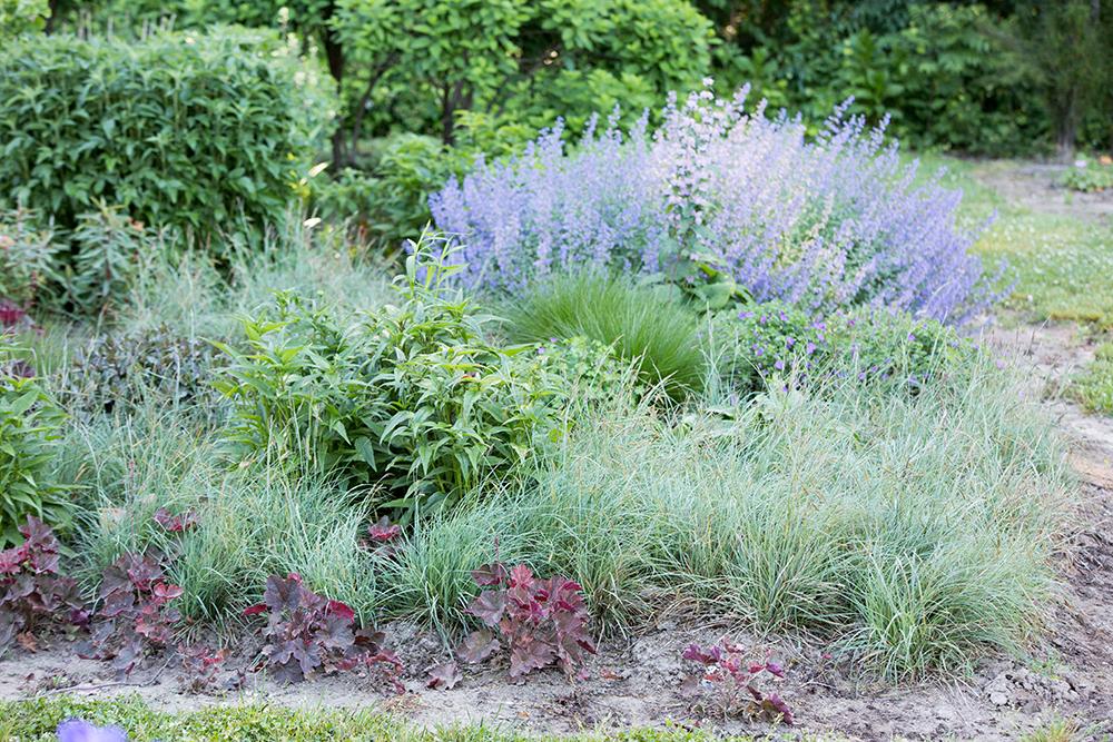 G0070 Grass Carex Flacca Blue Zinger - View 20 from www redcrocus com